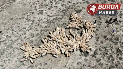 100 bin lira maaşla çoban bulamayan besici derdini Vali'ye anlattı.