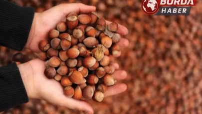 Üreticinin elinde fındık kalmayınca fındık fiyatı 150 TL’yi geçti.