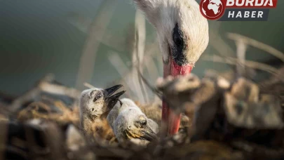 Yaren leyleğin ailesi yeni üyelerine merhaba dedi.