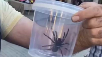 Elazığ’da dev etçil örümcek paniğe sebep oldu.