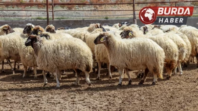 Iğdır’da otomobil hayvan sürüsüne çarptı: 25 koyun telef!