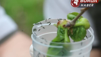 Düzce'deki Kestane Ormanlarına savaşçı böcekler bırakıldı.