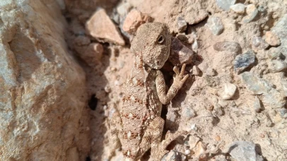 Erzincan’da nesli tükenmekte olan ‘Bozkır Keleri’ görüntülendi.