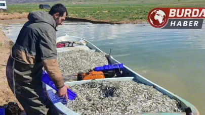 Kıyısız Yozgat’taki gümüş balıkları Avrupalılara çerez oluyor.