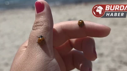 Saros Körfezi sahillerinde uğur böceği istilası