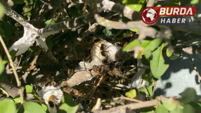 Ankara’da oğul arı alarmı: Profesyonel müdahaleyle taşındılar.