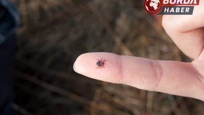Doğada bulunurken kene popülâsyonuna dikkat edilmeli!