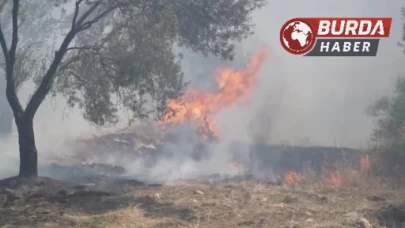 Balıkesir Edremit’te zeytinlik alanda yangın başladı.