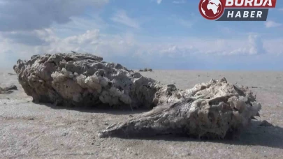 Tuz Gölü’nde yüzlerce flamingonun ölü olarak bulunması endişe yarattı.