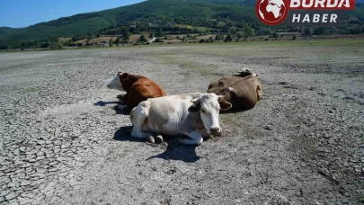 Kuraklığın görüntüsü: Ladik Gölü’nde inekler otlamaya başladı.