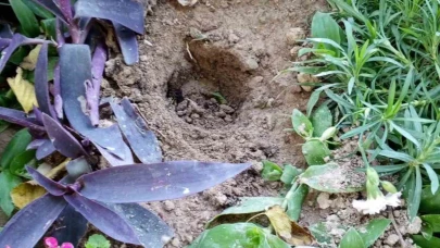 Babasının Mezarındaki Çiçekleri Söktü, Uyuşturucu Sakladı