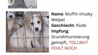 Nevşehir'de Hayvan Barınağından Kaçırılan Köpekler Yurt Dışına Satıldı