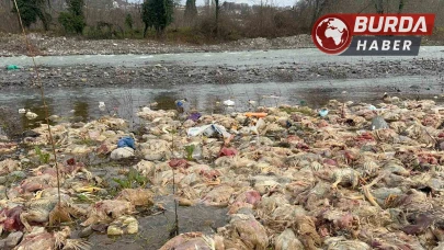 Alaplı'da Çay Yatağında Ölü Tavuklar Bulundu, İnceleme Başlatıldı