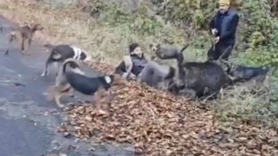 Trabzon'da Avcı Domuz Saldırısından Son Anda Kurtuldu