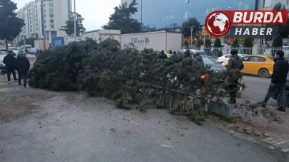 Bahçelievler'de Rüzgarın Devirdiği Ağaç, Bir Kişinin Üzerine Düştü