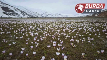 Güzeldere Vadisi’nde bahar habercisi: Çiğdemler görsel şölen sunuyor