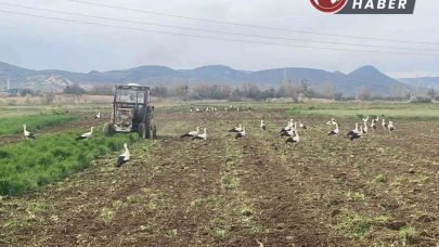 Çiftçinin mesai arkadaşları iş başında