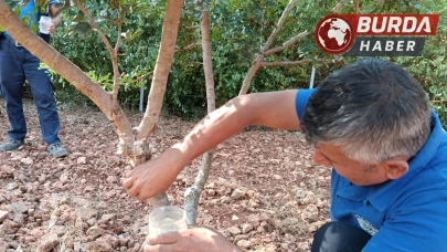 Sakız’dan yeni ürünler: Üretim çeşitlendi