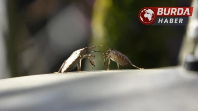 Kahverengi kokarcaya karşı mücadelede zehirli mantarlar devrede