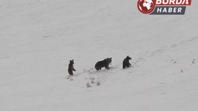 Munzur Dağı’nda anne ayı ve yavruları doğada görüntülendi