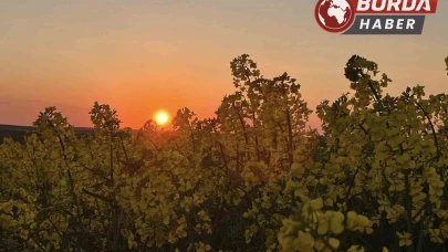 Kanola tarlalarında gün batımının büyüleyici manzarası