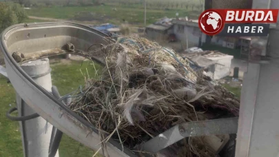 Sokak lambaları kuşların yeni yuvası oldu