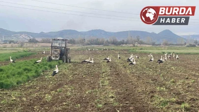 Çiftçinin mesai arkadaşları iş başında