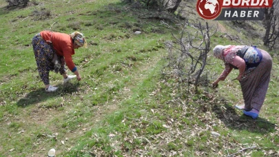 Zuzubak otu, köylüler için önemli bir gelir kaynağı oldu