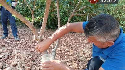 Sakız’dan yeni ürünler: Üretim çeşitlendi