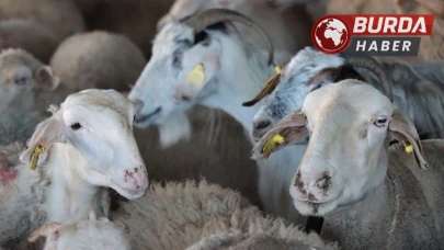 Dolandırıcıların ucuz kurbanlık tuzağına dikkat