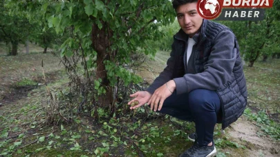 Fındık büyüklüğündeki dolu tarım arazilerini vurdu