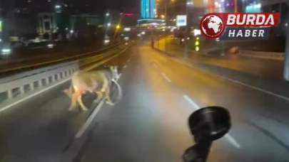 Avcılar’da kurban alanından kaçan dana E-5’i karıştırdı