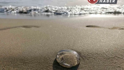 Ege sahillerinde denizanaları kıyıya vurdu