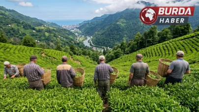 Çay sezonunda uygulanacak 1 günlük yevmiye 3 bin TL olarak belirlendi