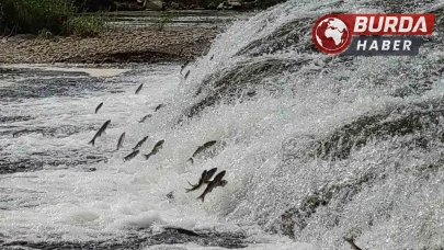 İnci kefallerinin, akarsuya girmesi için ekolojik şartları tamam