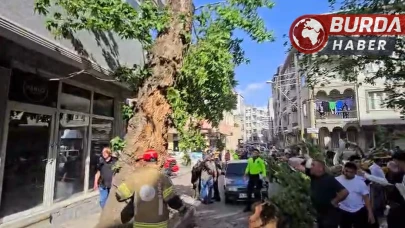 Seyir halindeki araçların üzerine ağaç devrildi: 1 kişi yaralandı