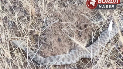 Engerek Elazığ’da ortaya çıktı: Bir ısırığı insanı öldürmeye yeter
