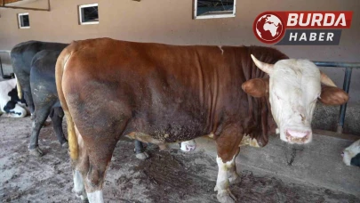Besi çiftliğinin gözdesi 1 ton 300 kiloluk tosun oldu
