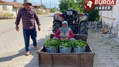 Üzüm hasadı öncesi yaprak kazandırdı