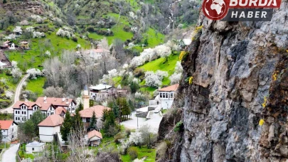 Taştan fışkıran ’draba çiçekleri’ ilgi çekiyor
