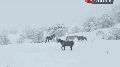 Yılkı atları Bolu’da karlar altında görüntülendi