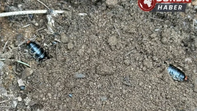 Çam ormanlarında zararlılara karşı biyolojik önlem
