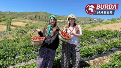 Gönüllü gençler Salihli 'de çilek hasadı yaptı