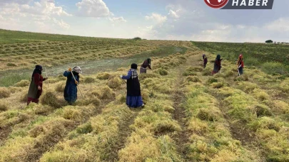 Şanlıurfa’da mercimek tarlalarında hasat heyecanı