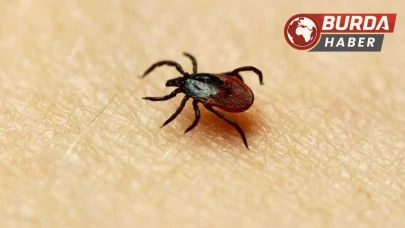 Keneler sadece KKKA değil, farklı hastalıkların taşıyıcısı olabilir