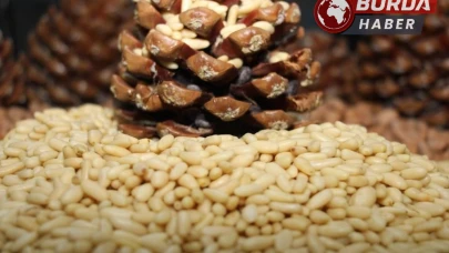 Çam fıstığı piyasasında dikkat çeken artış
