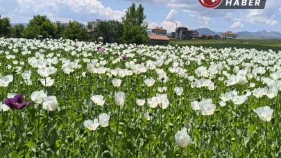 Çiçek açan haşhaş tarlaları görsel bir şölen sunuyor