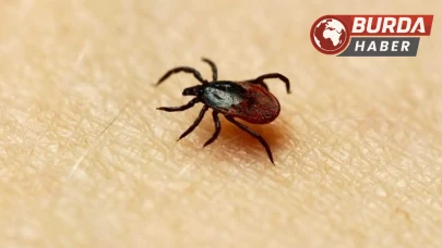 Keneler sadece KKKA değil, farklı hastalıkların taşıyıcısı olabilir