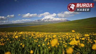 Sütey Yaylası sarı düğün çiçekleriyle eşsiz bir görüntü sunuyor