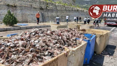 Mersin'de tırın dorsesi patladı, 15 ton balık atığı yola saçıldı